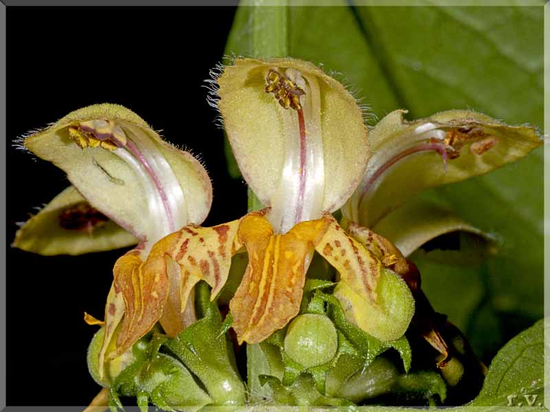 Ortica gialla Lamiastrum galeobdolon  Lamiaceae Lamiales