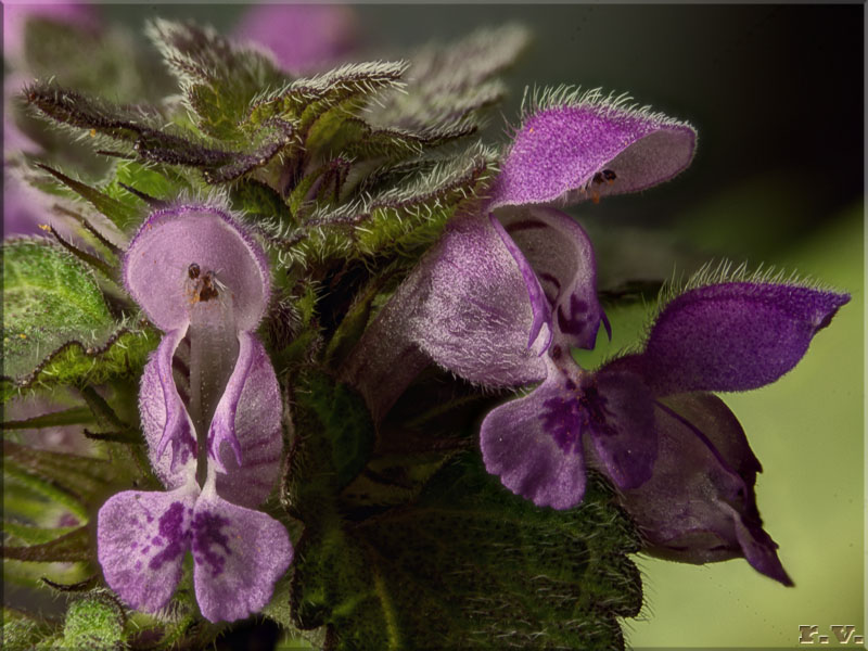 Lamium purpureum