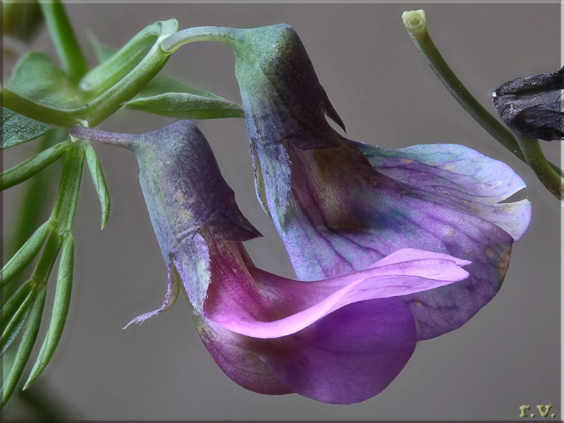 Cicerchia montana Lathyrus montanus  Fabaceae Fabales