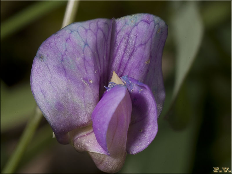 Cicerchia primaticcia Lathyrus vernus  Fabaceae Fabales