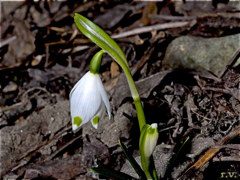 Campanella comune Leucojum vernum  Amaryllidaceae Asparagales