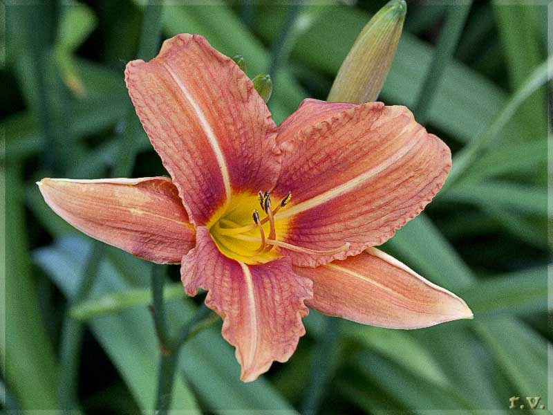 Giglio di san Giovanni Lilium bulbiferum  Liliaceae Liliales