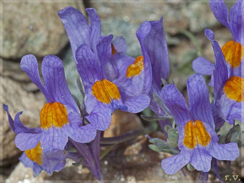 Linaria alpina Linaria alpina  Scrophulariaceae Scrophulariales