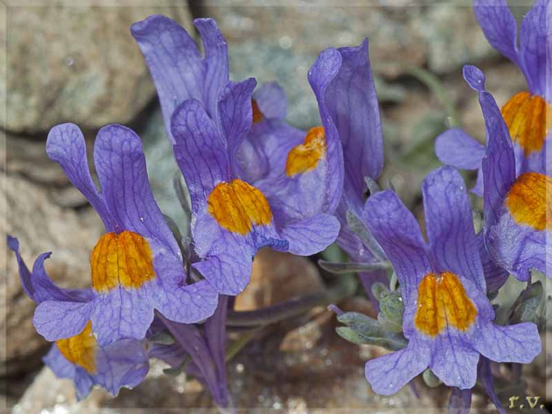 Linaria alpina