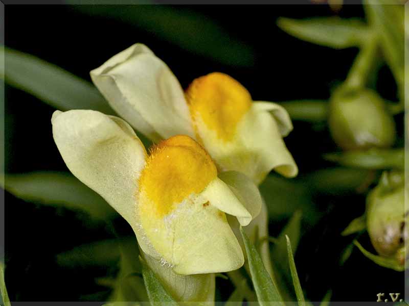 Linajola comune  Linaria vulgaris  Scrophulariaceae Scrophulariales