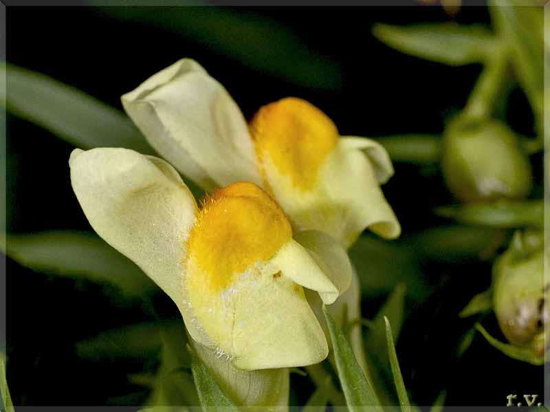 Linaria vulgaris