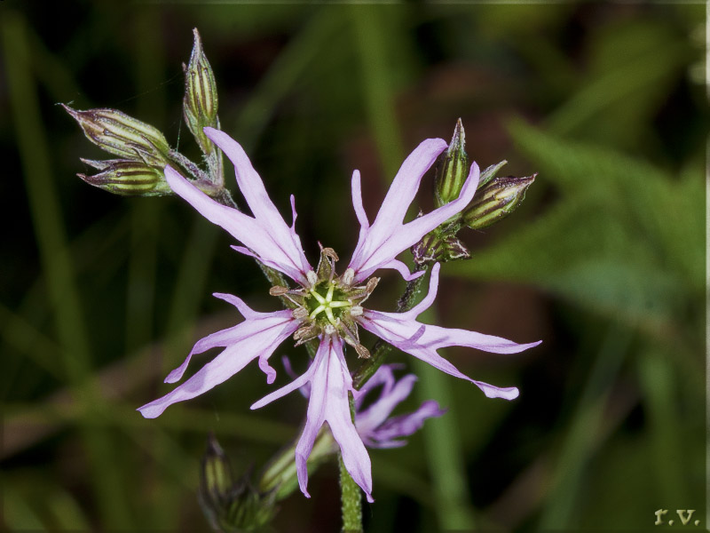 Lychnis flos-cuculi