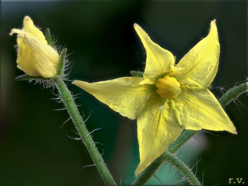  Lycopersicon esculentum  Solanaceae Solanales