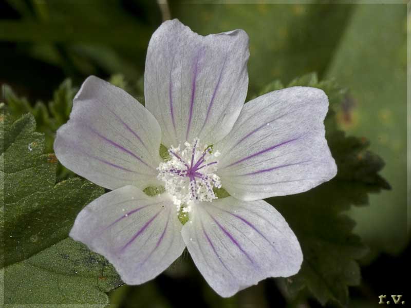 Malva Malva neglecta  Malvaceae Malvales