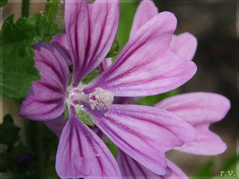 Malva Malva sylvestris  Malvaceae Malvales