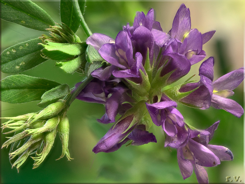 Erba medica Medicago sativa  Fabaceae Fabales