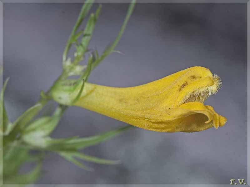 Spingolora Melampyrum pratense  Scrophulariaceae Scrophulariales