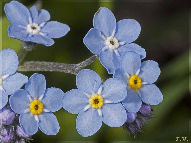 Myosotis alpestris