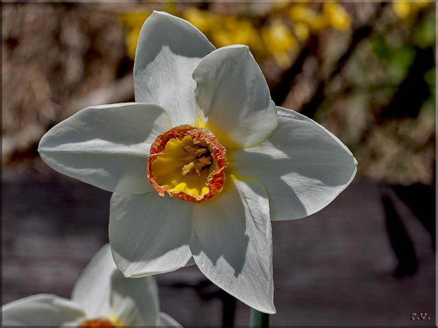 Narciso selvatico Narcissus poeticus  Amaryllidaceae Liliales