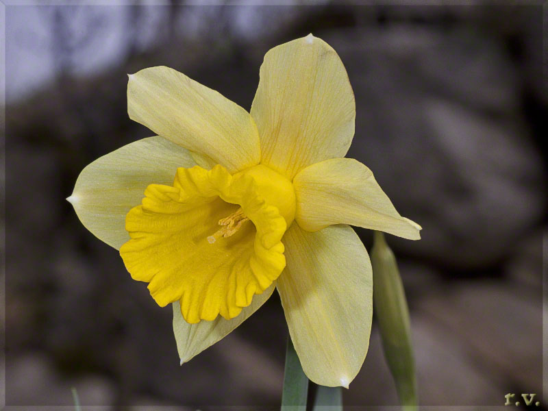 Narciso trombone Narcissus pseudonarcissus  Amaryllidaceae Liliales