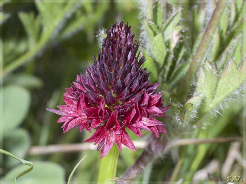 Nigritella<br>Morettina<br>Vaniglina Nigritella nigra  Orchideaceae Orchidales