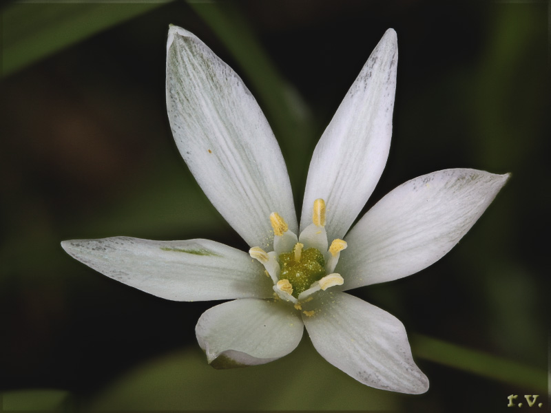 Latte di gallina Ornithogalum umbellatum  Liliaceae Liliales