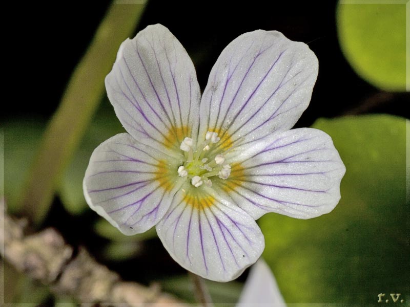 Acetosella Oxalis acetosella  Oxalidaceae Geraniales