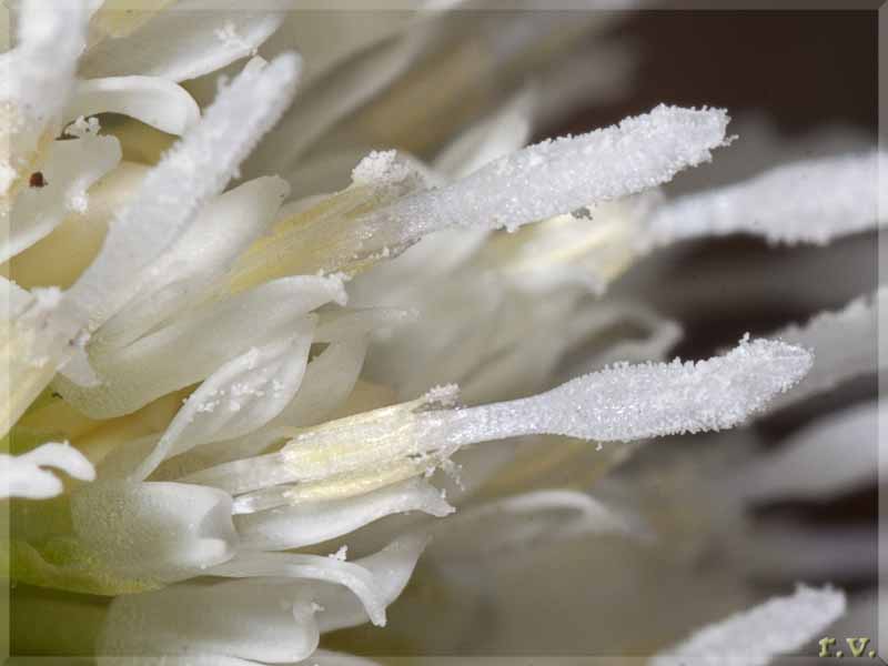 Farfaraccio bianco Petasites albus  Asteraceae Asterales