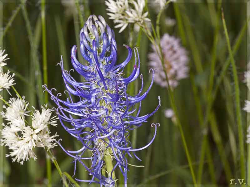 Phyteuma betonicifolium