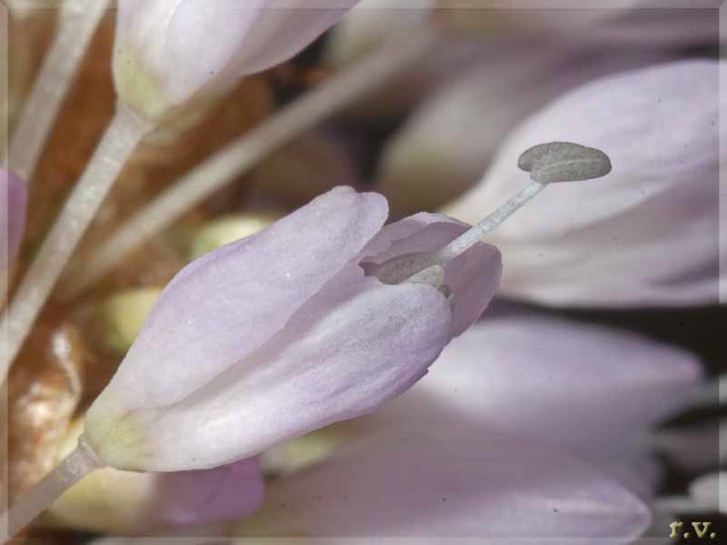 Polygonum bistorta