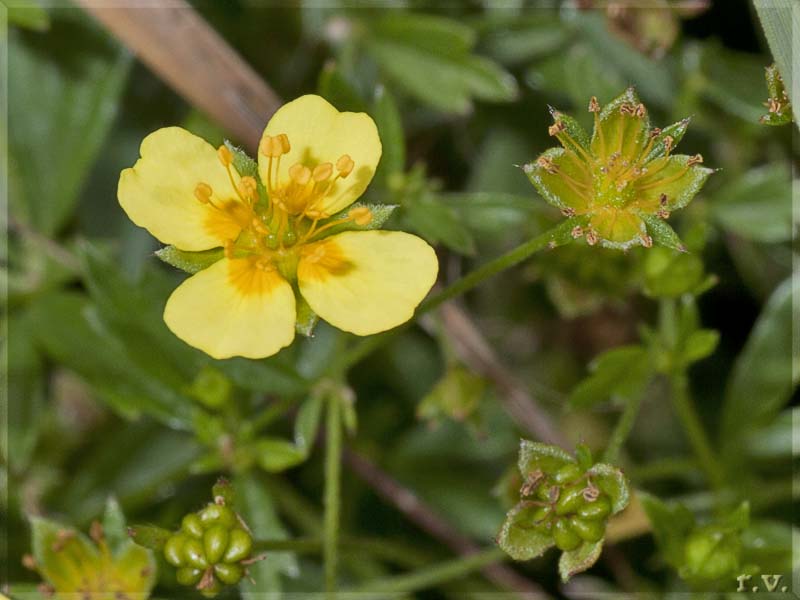 Tormentilla Potentilla erecta  Rosaceae Rosales