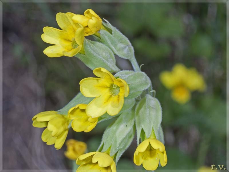 Primula odorosa Primula veris  Primulaceae Primulales