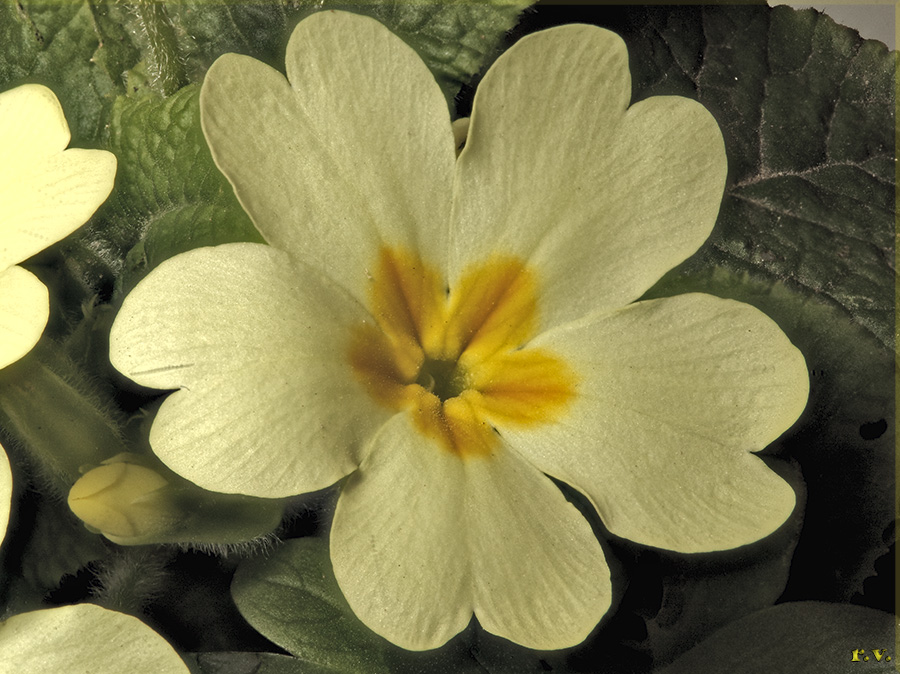 Primula vulgaris