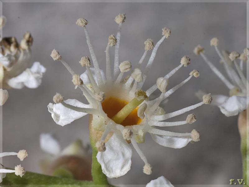 Lauroceraso Prunus laurocerasus  Rosaceae Rosales