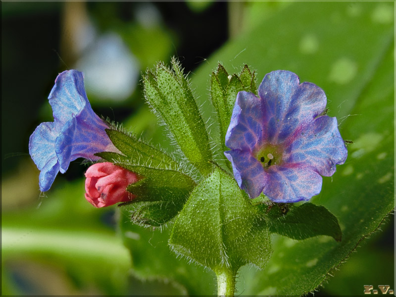 Polmonaria Pulmonaria officinalis  Boraginaceae Lamiales