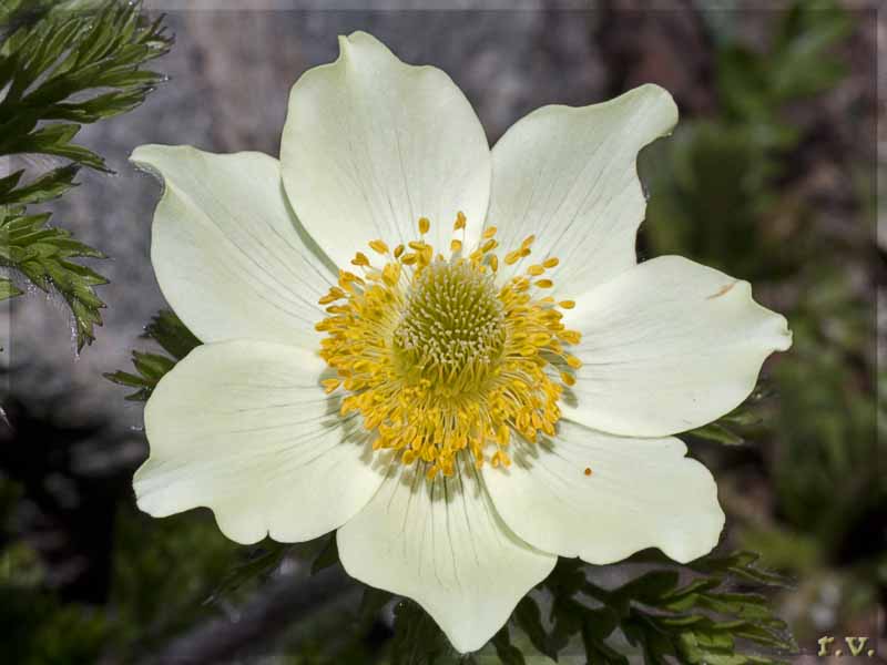 Anemone alpino Pulsatilla alpina  Ranunculaceae Ranunculales