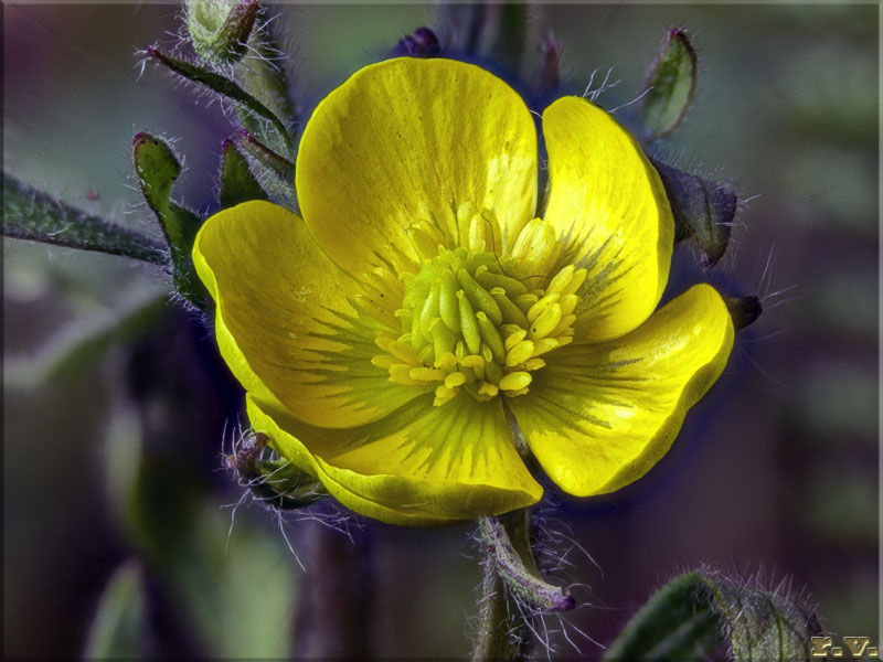 Ranuncolo Ranunculus bulbosus  Ranunculaceae Ranunculales
