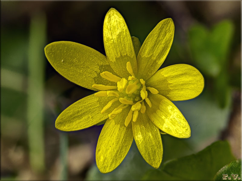 Ranuncolo favagello Ranunculus ficaria  Ranunculaceae Ranunculales