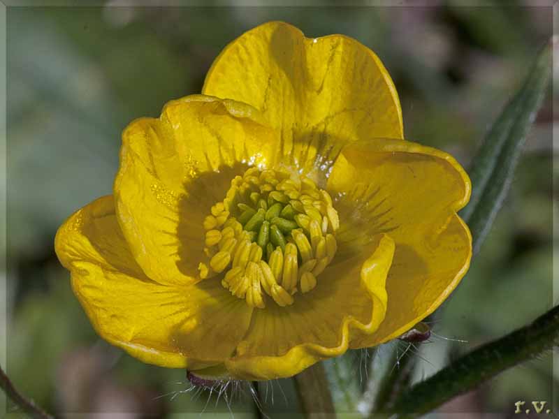 Ranuncolo delle passere Ranunculus flammula  Ranunculaceae Ranunculales