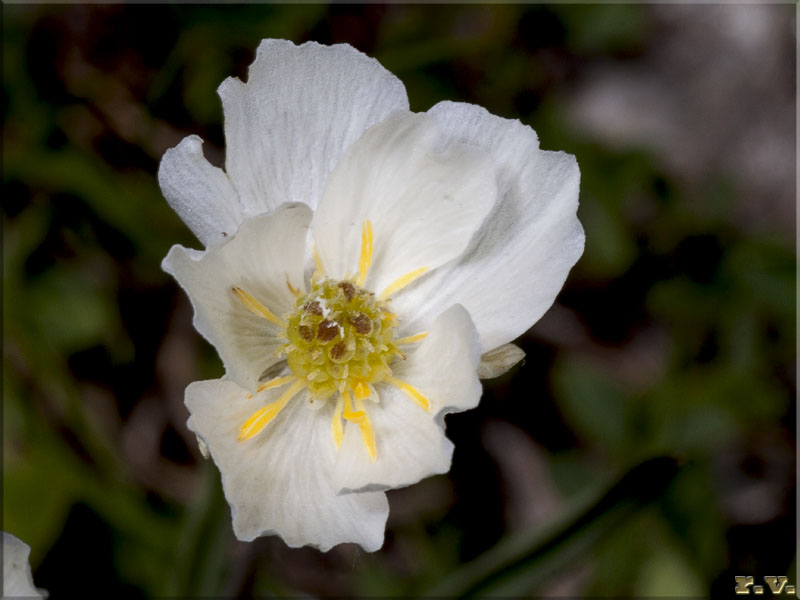 Ranuncolo dei Pirenei Ranunculus kuepferi  Ranunculaceae Ranunculales