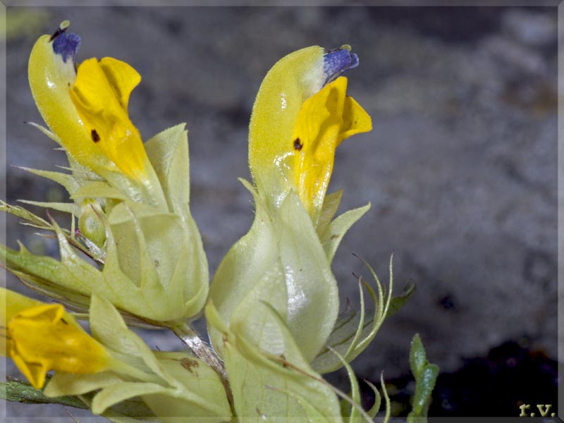 Rhinanthus alectorolophus