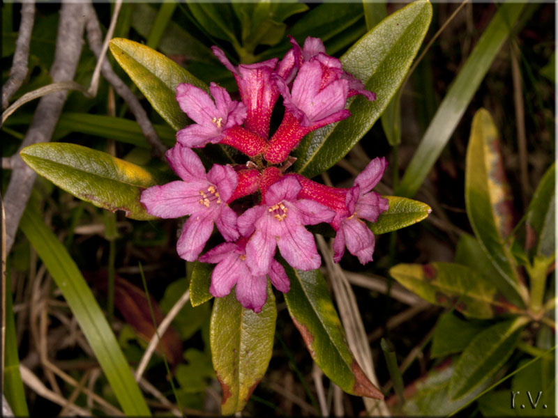 Rhododendron ferrugineum