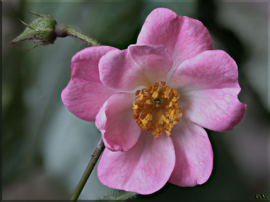 Rosa canina Rosa canina  Rosaceae Rosales