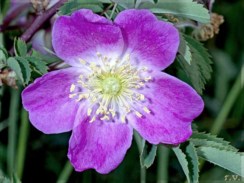 Rosa alpina Rosa pendulina  Rosaceae Rosales