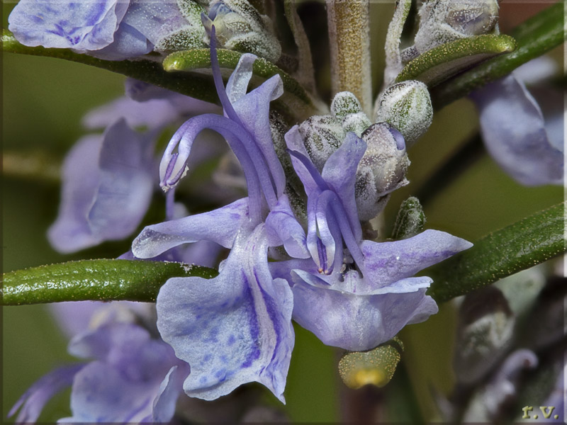 Rosmarino Rosmarinus officinalis  Lamiaceae Lamiales