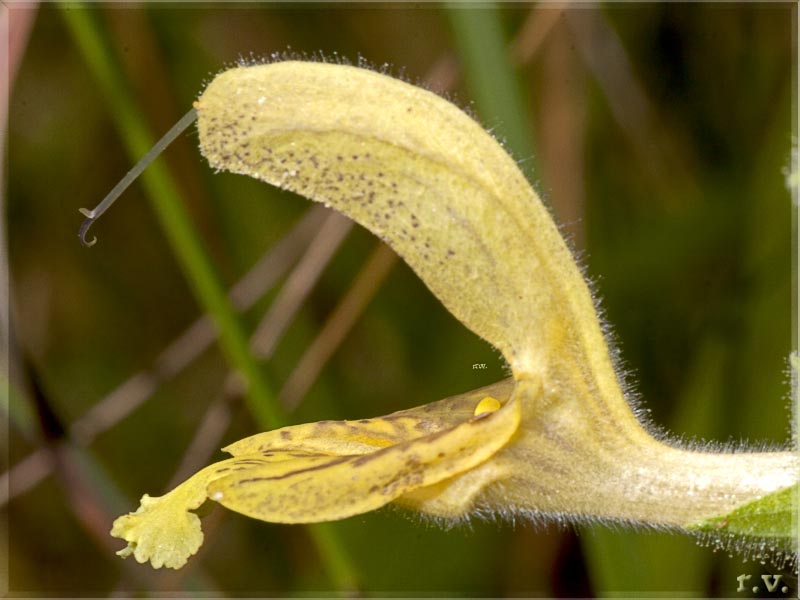 Ormino selvatico Salvia glutinosa  Lamiaceae Lamiales