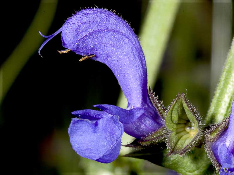 Salvia dei prati Salvia pratensis  Lamiaceae Lamiales