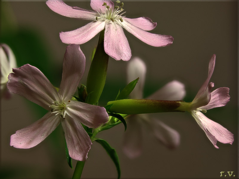 Saponina Saponaria officinalis  Caryophyllaceae Caryophyllales