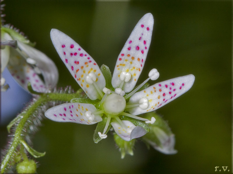 Sassifraga a foglie rotonde Saxifraga rotundifolia  Saxifragaceae Saxifragales