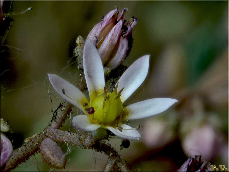 Borrracina della madonna Sedum dasyphyllum  Crassulaceae Saxifragales