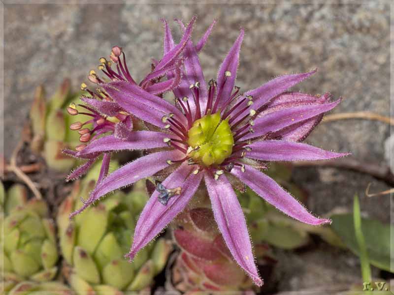 Semprevivo ragnateloso Sempervivum arachnoideum  Crassulaceae Saxifragales