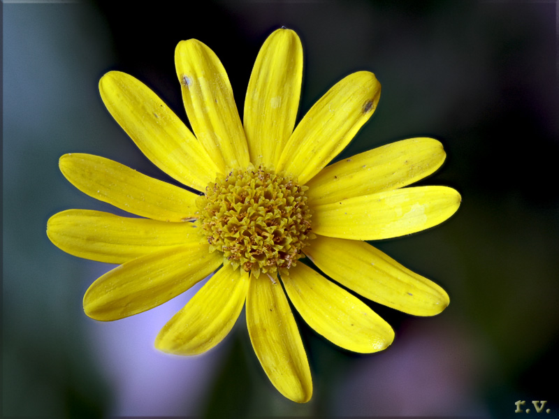Senecione di San Giacomo Senecio jacobaea  Asteraceae Asterales