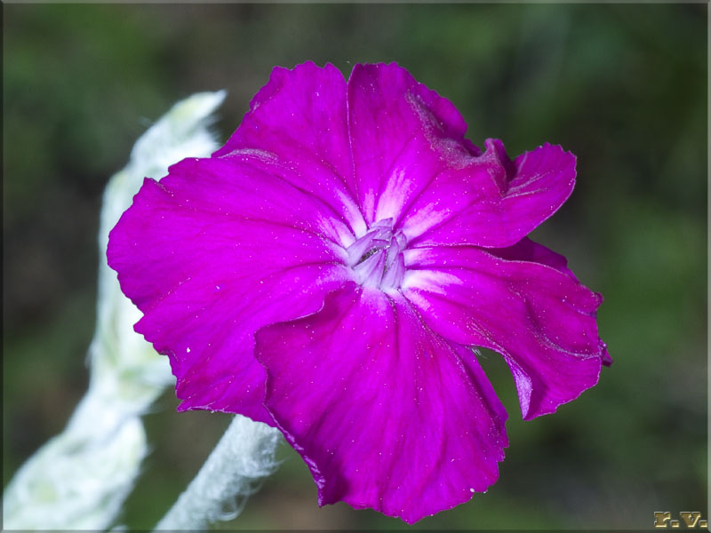 Crotonella coronaria Silene coronaria  Caryophyllaceae Caryophyllales