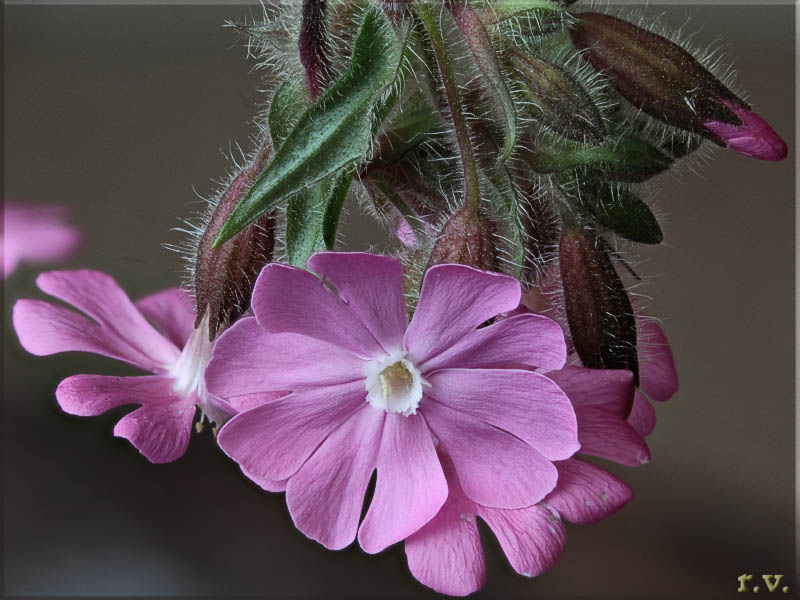 Silene dioica Silene dioica  Caryophyllaceae Caryophyllales
