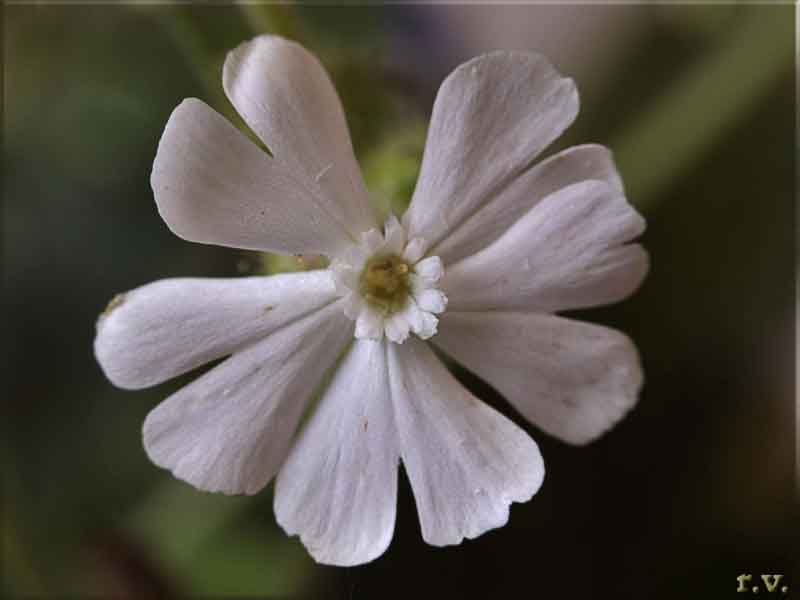 Caryophyllales Silene latifolia  Caryophyllaceae Boccon di pecora